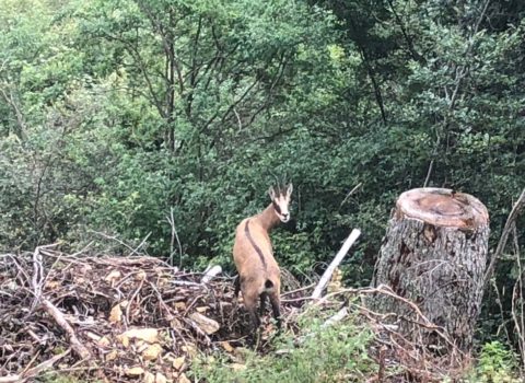 Faune de la forêt de Bassins