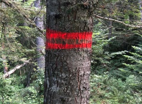 Arbre marqué dans la forêt de Bassins