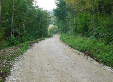 Chemin dans le forêt de Begnins