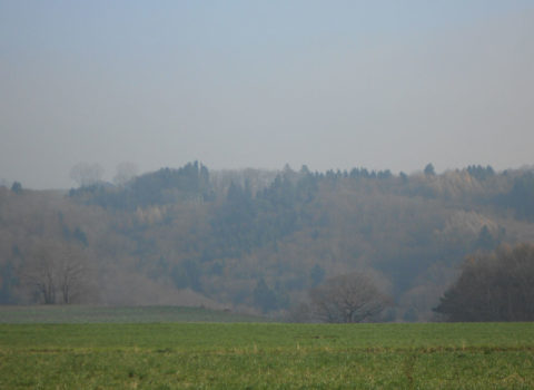 Forêt de Begnins