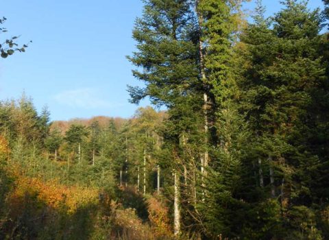 Forêts de Bursins