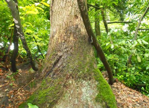 Tronc d'arbre dans la forêt de Dully