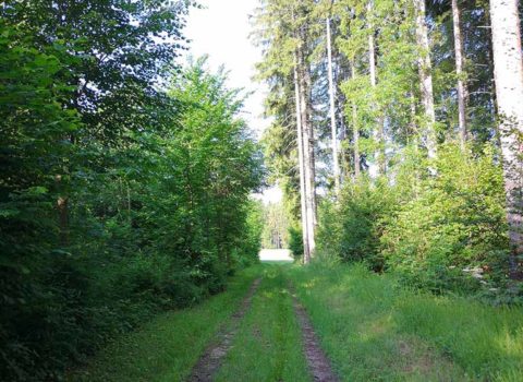 Chemin dans la forêt d'Essertines-sur-Rolle