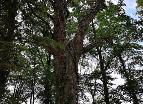 Arbre dans la forêt de Gilly