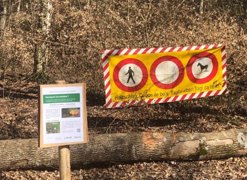 Travaux dans la forêt de Gland