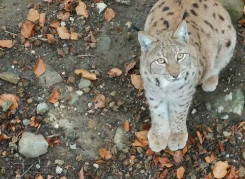 Lynx dans les forêts de Le Vaud