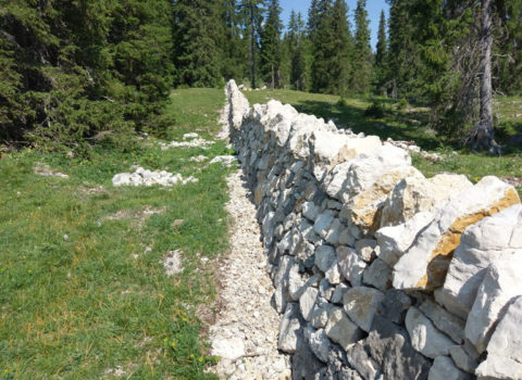 Mur en pierres dans les pâturages de Le Vaud