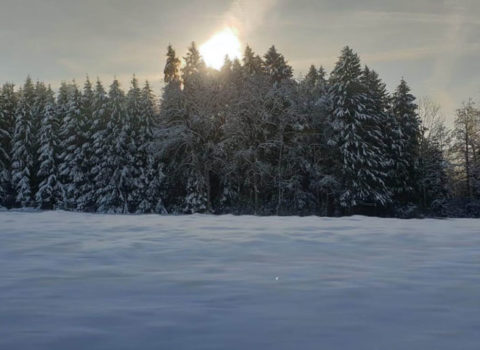 Forêt de Le Vaud enneigée