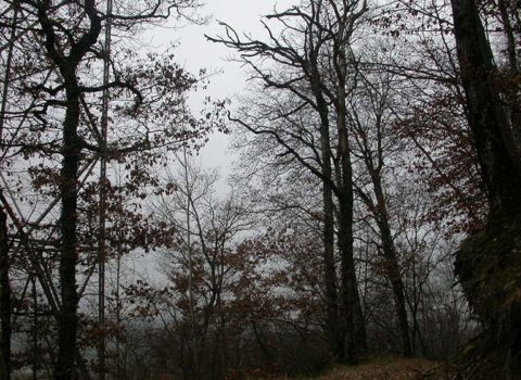 Forêt de Luins