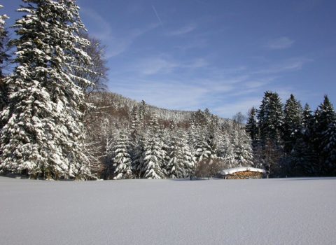 Forêt de Marchissy en hiver