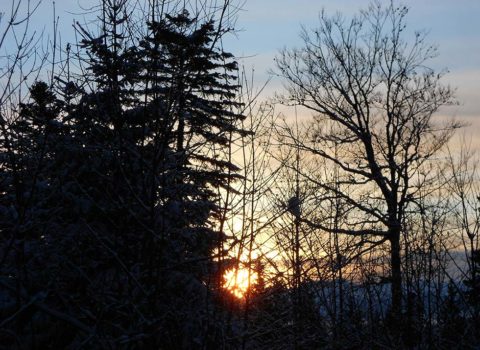 Forêt de Marchissy