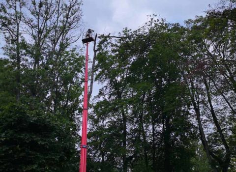 Intervention au sommet d'un arbre dans la forêt de Rolle