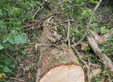 Tronc coupé dans la forêt de Rolle