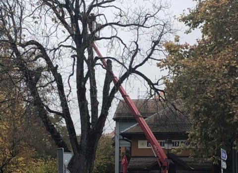 Intervention dans un arbre à Vich