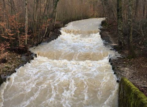 Rivière dans la forêt de Vich