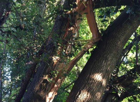 Arbre foudre forêt de Vich