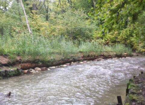 Rivière dans la forêt de Vich